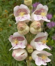 Penstemon PALMER'S Perennial Scented Hummingbirds & Bees USA Non-GMO 500 Seeds!