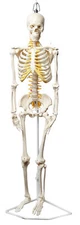 Human Skeleton Model, Half Size - With Nerve Endings - Eisco Labs