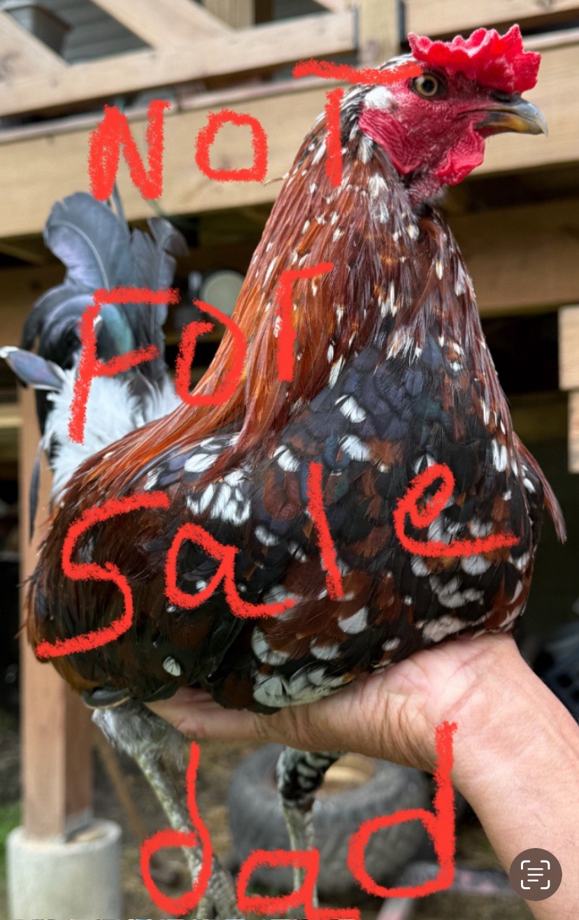 Pure spangled Bates Hatch Over Kelso , A Stag And Pullet (Mom n dad pictured too