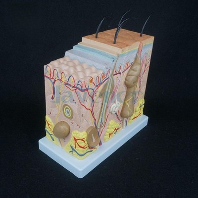 Anatomical Human Skin Block Model  Dermatology Dermatological Anatomy
