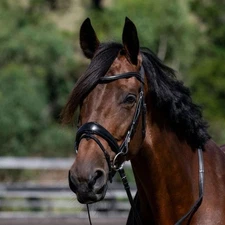 New Black U-Shaped/Curved Plain Raised Padded Browband - Full Horse