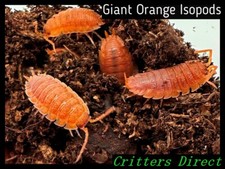 Giant Orange Isopods, By Critters Direct