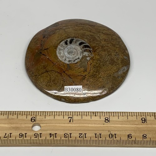 129.5g, 3.2"x3.2"x0.6", Goniatite (Button) Ammonite Polished Fossils, B30080 - Picture 8 of 8