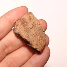 Ankylosaurus Scute Partial Dinosaur Fossil - Hell Creek Formation CRETACEOUS