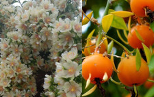 3 Seeds Of Pereskia Aculeata - Cactus Fruit - Cat's Claw - Guamacho