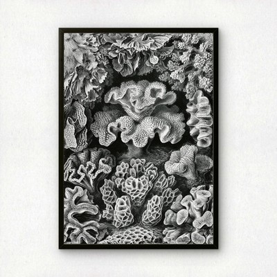 Ernst Haeckel Art Print | Plate 69: Turbinaria | Vintage Wall Art Poster