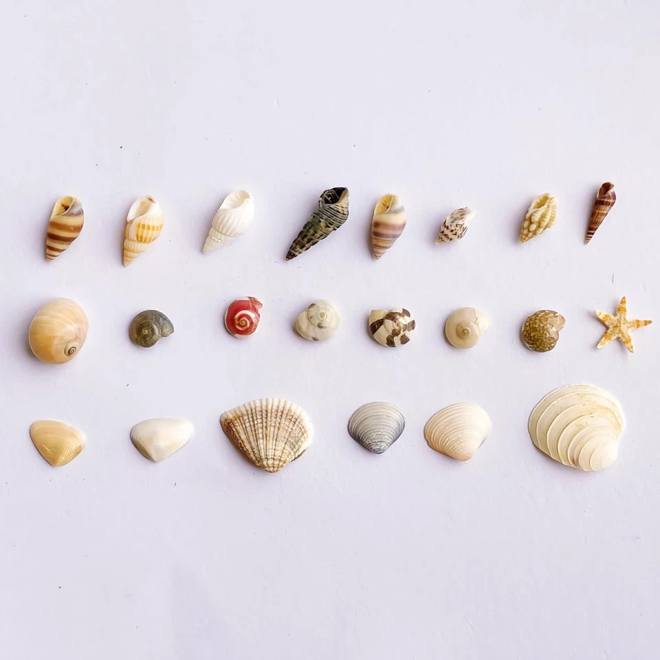 1200 PCS Tiny Sea Shells &10 Small Starfish - Mixed Ocean Beach Spiral Seashells - Image 2 of 4