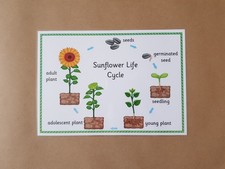 Listing image for Sunflower Life Cycle Poster, EYFS, Early Learning, Science Teaching Resource
