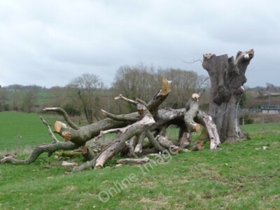 Foto 6x4 Toter Baum, Stanton Drew Dies scheint irgendwie symbolisch für den Stein c2010