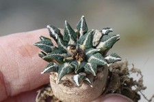 Kaktusy: Ariocarpus kotschoubeyanus v. macowellii, 2,7 cm, własne korzenie WE