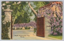 Purple Bougainvillea Vine in Full Bloom Florida 1941 Tropical Flowers