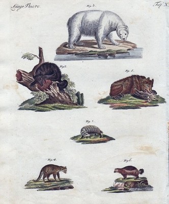 Eisbär Bär bear icebear Dachs badger Vielfraß wolverine Waschbär Bertuch 1800