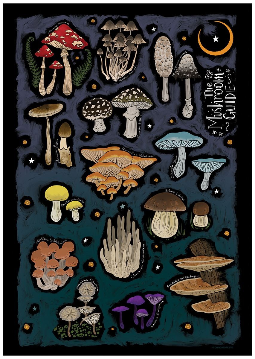 Laminated The Mushroom Guide Mini Poster