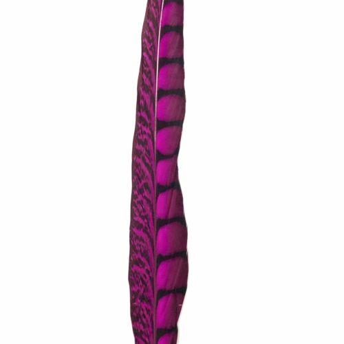 20" to 30" Lady Amherst Pheasant Side Tail Feather - Cerise ((SECONDS)) - Picture 3 of 3