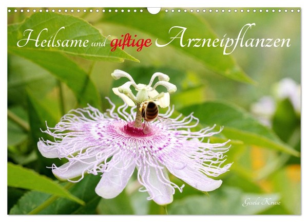 Calendar 2027 · US Version · Medicinal And Poisonous Plants (Wall Calendar 2027-image