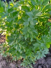 Liebstöckel Pflanze, Levisticum officinale, ...