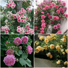 100 Climbing Red Rose Seeds Flower Bush Perennial Bloom Shrub Flowering Seed