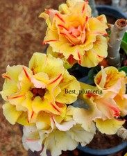 Adenium Obesum Desert Rose " Tongraya " 200 Seeds