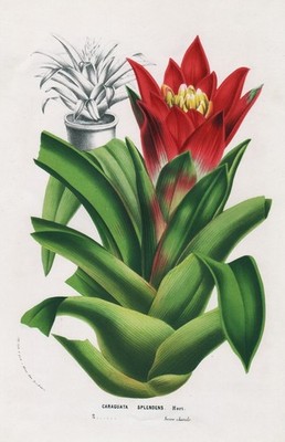 roophead tufted airplant scarlet star Mexico Botanik botany van Houtte Litho