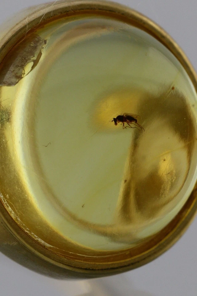 Anillo ajustable de plata chapado en oro ámbar báltico genuino insecto fósil 191029-11 Foto 4 de 4