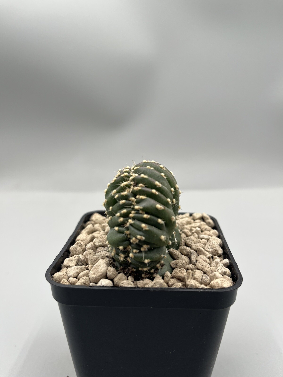 Foto 3 di 4