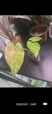 Alocasia Macrorrhiza Variegata Aurea Babys