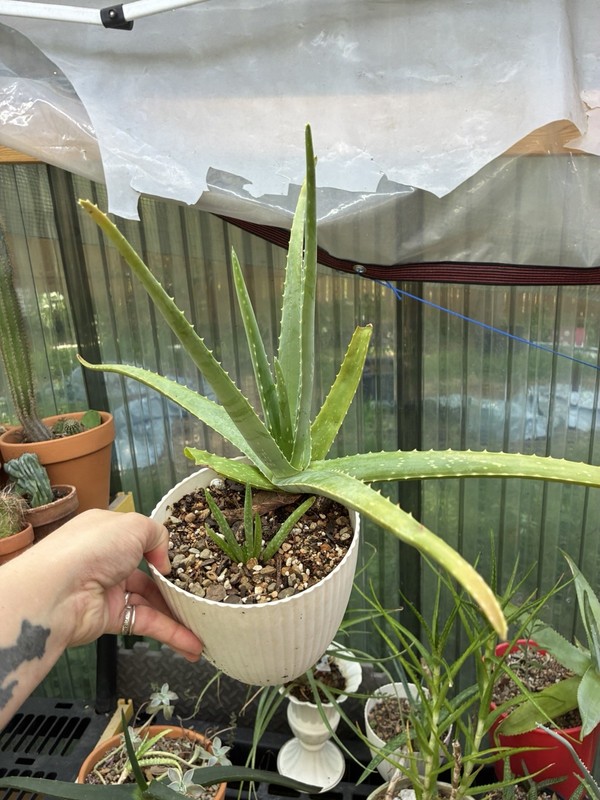 Aloe vera large 5” Pot Live Succulents Aloe Barbadensis
