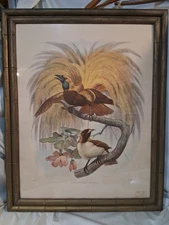 Vtg Birds of Paradise Print Paradisea Apoda Framed Lithograph 12.5x15.5 Wall Art