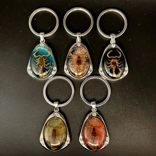 Scorpions in Resin Specimen Key Chains Ornament Collection 5 pcs