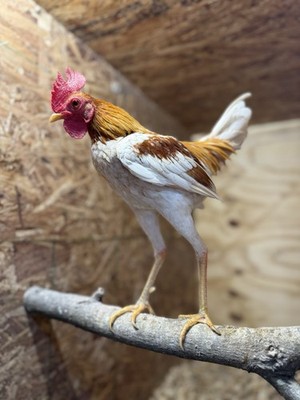 6+ Modern Game Bantam Hatching Eggs