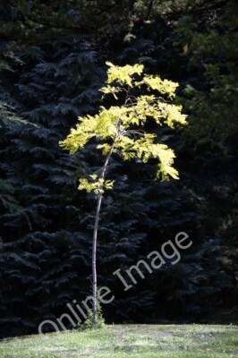 Photo 6x4 Robinia Tree, Powerscourt, County Wicklow, Ireland Ath na Sceir c2011