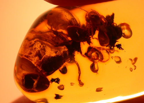 GIANT Termite with Ancient Methane Bubbles in Dominican Amber Fossil Gemstone - Picture 4 of 11