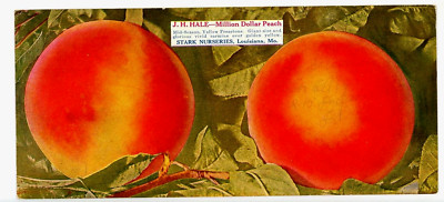 c1915 Ink Blotter J H Hale Million Dollar Peach Stark Nurseries Lousiana MO