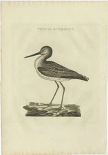Antique Bird Print of the Green Sandpiper by Sepp & Nozeman (1809)