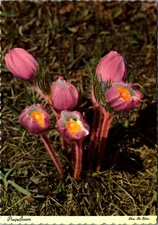 Vintage Pasqueflowers Postcard by Sanborn Souvenir Co.