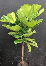 Fiddle Leaf Fig Tree - Live Plant in a 10 Inch Pot - Ficus Lyrata