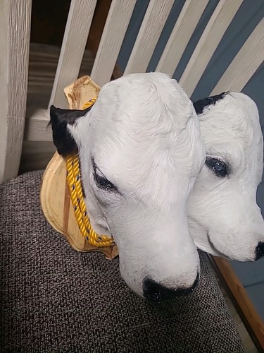 2 Headed Calf Mount Taxidermy Hereford Black/Brown and White Gaff - Picture 3 of 4