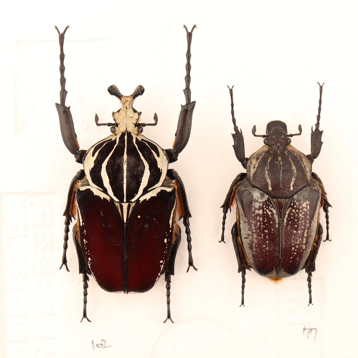 Goliathus Beetle for sale | eBay