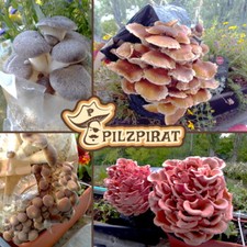 Flumy, coltivazione funghi, micelio liquido, cultura liquida, cultura fungina, lato ostrica