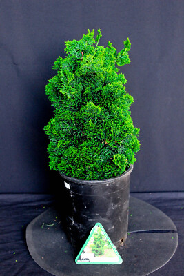 Thoweil Hinoki Cypress (Chamaecyparis obtusa 'Thoweil') Pre-Bonsai Tree, I  Gal | eBay