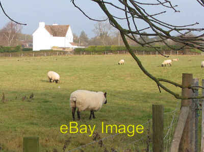 Photo 6x4 Winter coats Much Marcle The sheep are enjoying a welcome bit o c2007