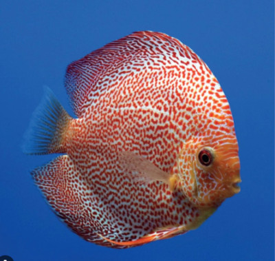 Leopard Discus Fish 2.5'' Size Body Healthy Live Discus Fish tropical aquarium