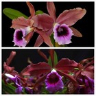 Cattleya tenebrosa ‘Colibri’ x Cattleya tenebrosa 'Michael II' HCC/AOS — photo 1