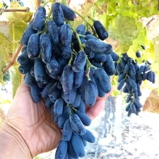 T115T (4) Lady Finger Vine THIN Cuttings Black Seedless Moon Drop Table Grape