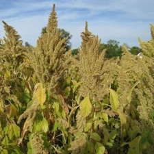 Amaranth seeds Amaranthus Kharkovsky 250 seeds Amaranthus cruentus L organic-768