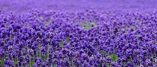 Beautiful Lavender Seeds 200 SEEDS --BUY 4 ITEMS FREE SHIPPING