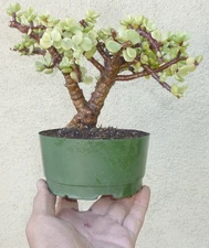 Variegated Jade Pre Bonsai Forest Dwarf Shohin Fat Trunk Portulacaria