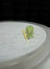 Lacewing Praying Mantis (Eomantis yunnanesis) Ootheca