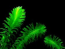 Wasserpest winterharte Wasserpflanzen für den Teich Teichpflanzen Teichpflanze..