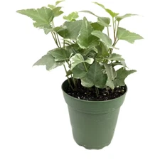 Variegated English Ivy-Live Plant in a 4 In. Pot-Hedera Helix-Easy Care Indoor A